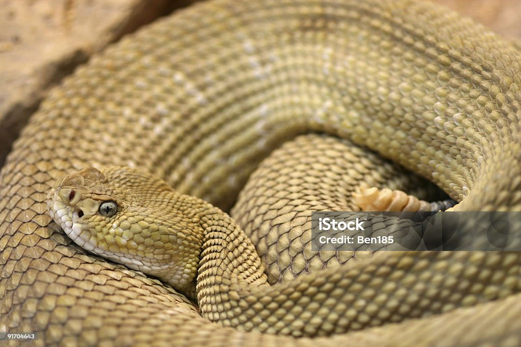 Serpiente de cascabel - Foto de stock de Agresión libre de derechos