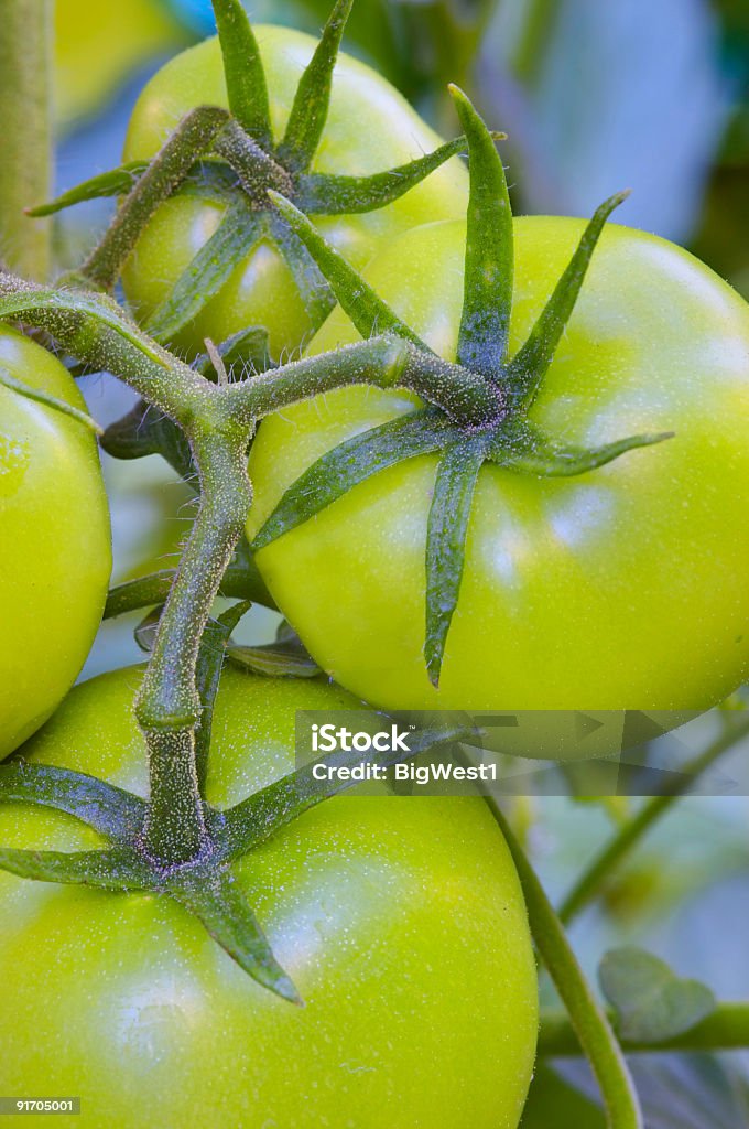 Grüne Tomaten - Lizenzfrei Beefsteaktomate Stock-Foto