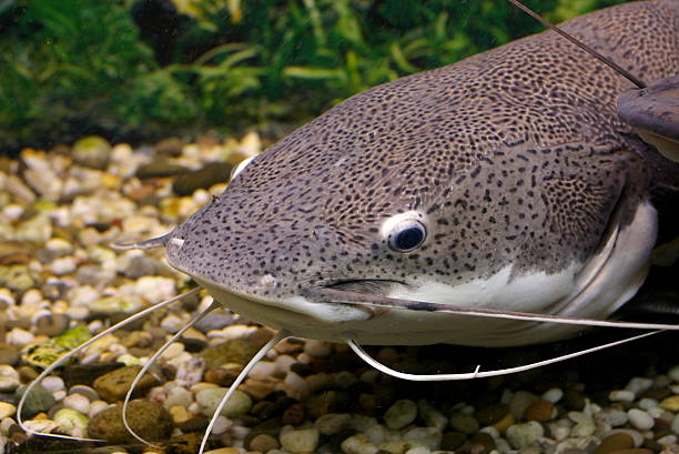 istock Catfish trolls a gravel riverbed 91705124