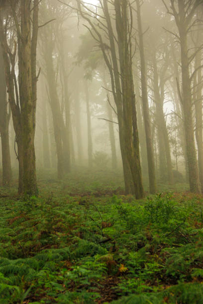 istock Forest covered by mist. autumn landscape 917052614