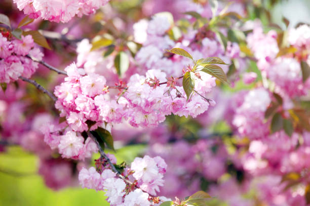 istock Cherry blossom in Toronto 917052724
