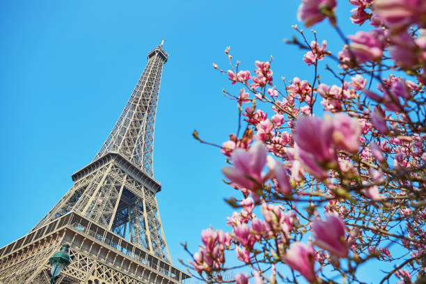 Pink magnolia flowers with Eiffel tower
