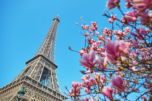 Pink magnolia flowers in full bloom with Eiffel tower in the background. Early spring in Paris, France