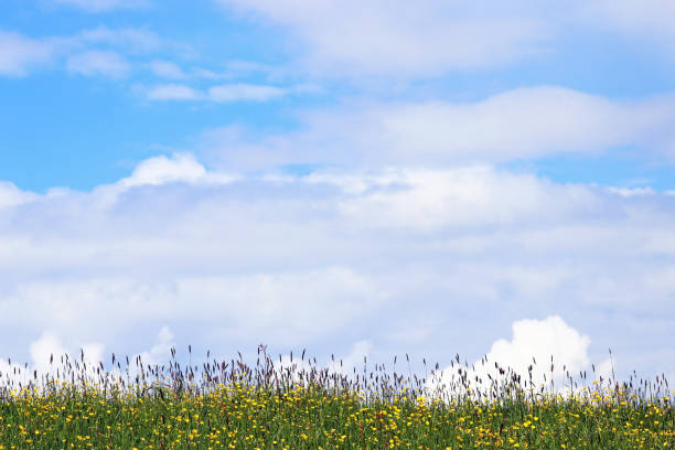 istock Clouds in the sky above a blooming meadow in spring or summer 917053492