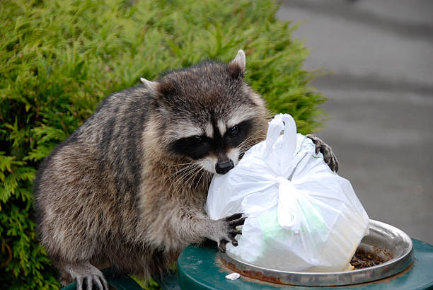 hurgar en la basura mapache - mapache fotografías e imágenes de stock