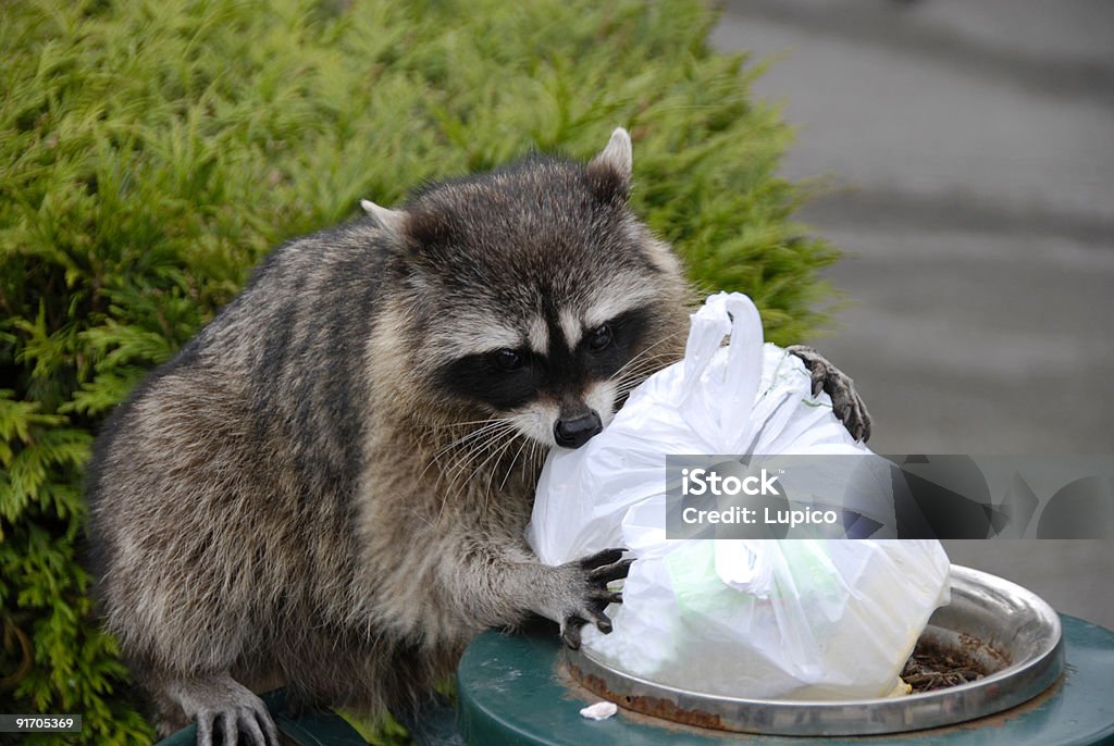 Scavenging Raccoon  Raccoon Stock Photo