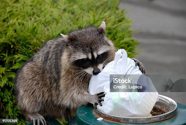 Scavenging Raccoon Stock Photo - Download Image Now - Raccoon, Garbage, Garbage Can