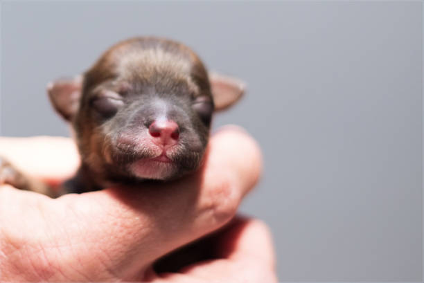 istock Newborn Puppy 917053818