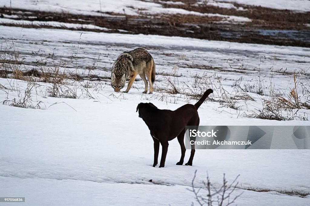 A domestic dog has it's first run in with a wild coyote A domestic dog has it's first run in with a wild coyote. Coyote Stock Photo