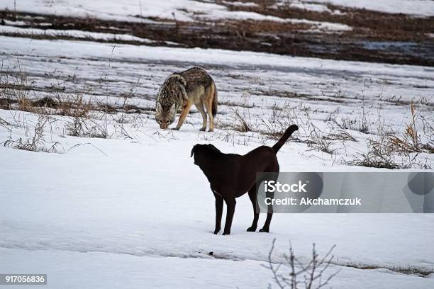 A Domestic Dog Has Its First Run In With A Wild Coyote Stock Photo - Download Image Now