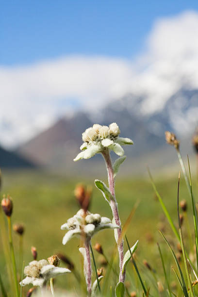 lawn, die wachsende edelweiss - alm bavaria mountain summer stock-fotos und bilder