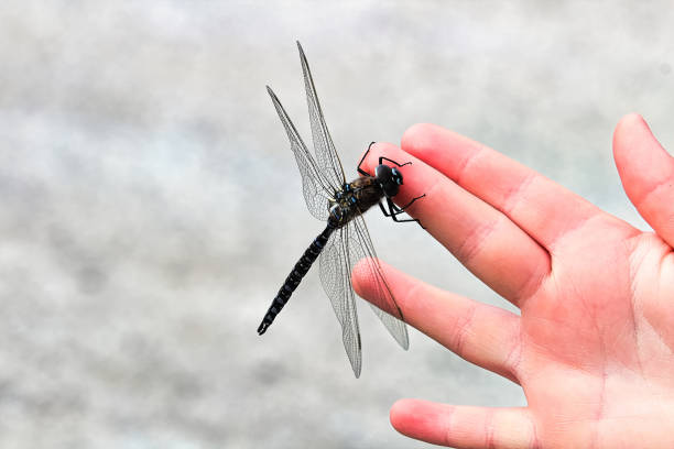 istock Closeup of a Darner dragonfly sitting on a hand 917059242