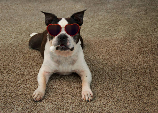 istock Dog in Heart Shaped Glasses 917059700