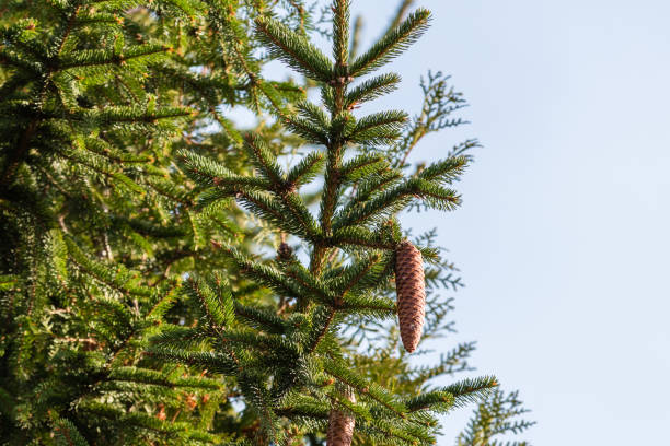 istock Spruce cones hanging on a branch 917060400