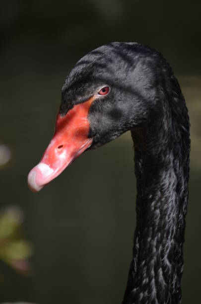 istock Black swans in lake 917060416