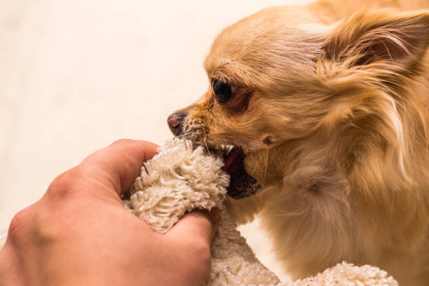 istock Playing with small chihuahua dog at home 917060460