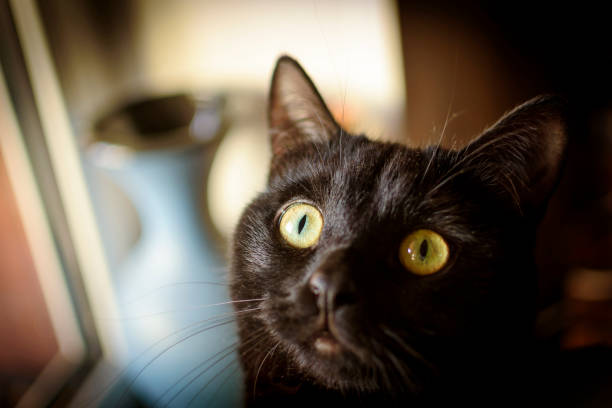 istock Head of Black cat 917064144