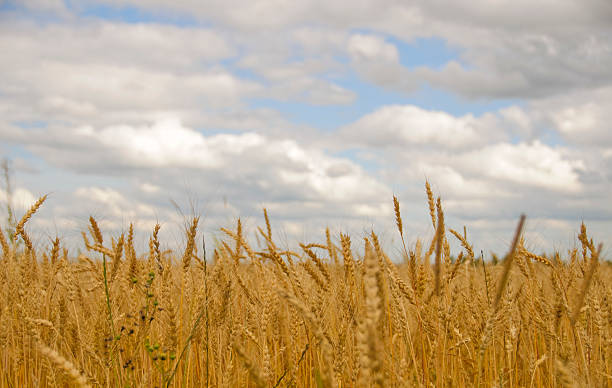 field of rye stock photo