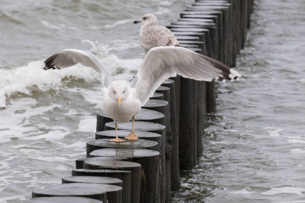 istock seagulls by the sea shore on a windy day 917069416