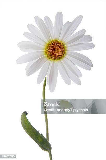 Photo libre de droit de Fleur De Camomille banque d'images et plus d'images libres de droit de Arbre en fleurs - Arbre en fleurs, Beauté de la nature, Blanc