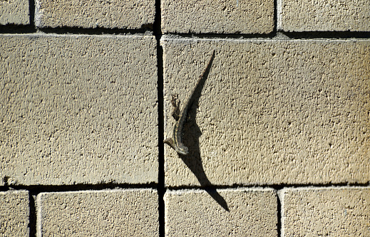 A snapshot of a small lizard milling on the side of a brick wall in my backyard.