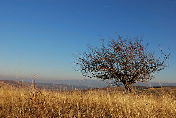 seul arbre sans feuilles en automne scène - vibrant color rural scene outdoors tree photos et images de collection