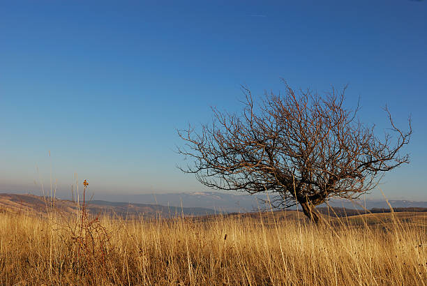istock Lonely tree without leaves in autumn scene 91707396