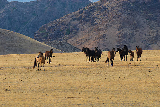 cavalli selvaggi in montagne del deserto - lost horse valley foto e immagini stock