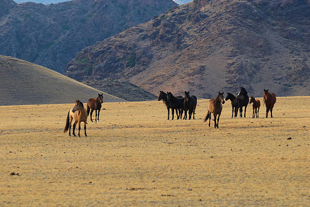 개척시대의 말이었습니다 있는 사막 산 - lost horse valley 뉴스 사진 이미지