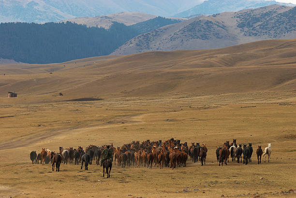 cavalli selvaggi in montagne del deserto - lost horse valley foto e immagini stock