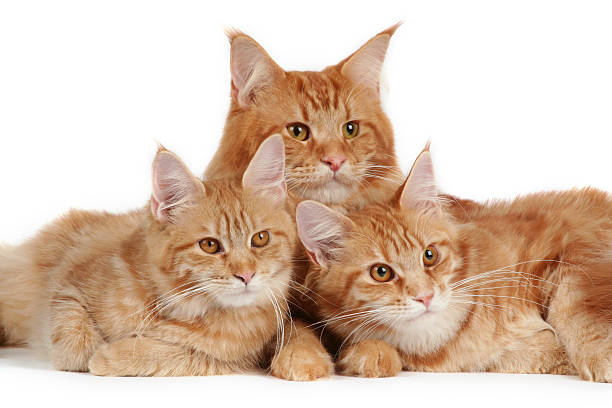 Maine coon cats stock photo