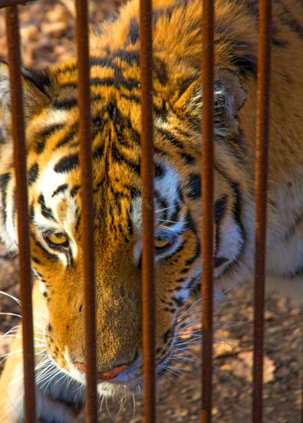 istock the Amur tiger is looking at us through the bars. 917079764