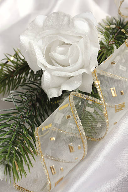 Romantic white rose and fur-tree branch (diagonal) stock photo