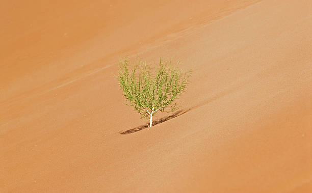 einsamer busch auf einer sanddüne, namibia - alleine fotografías e imágenes de stock
