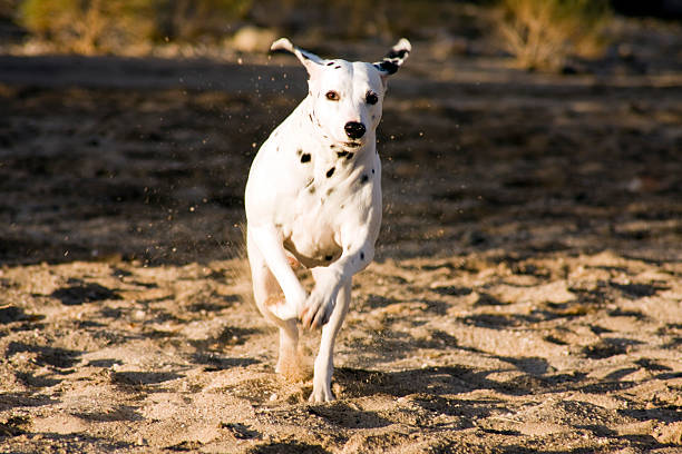 Running Dalmatian stock photo