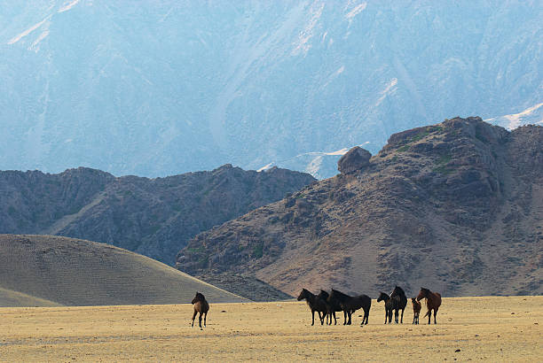 cavalli selvaggi in montagne del deserto - lost horse valley foto e immagini stock