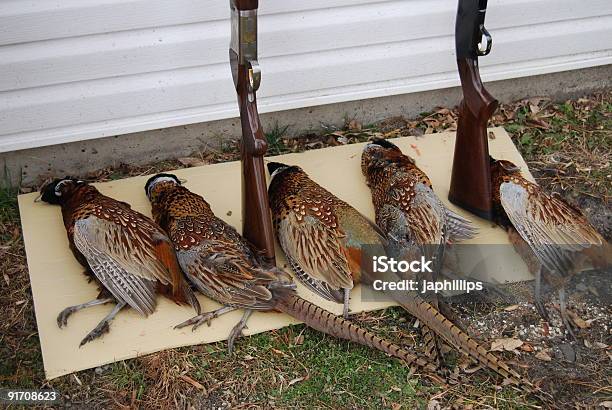 Dead Pheasants Y Shotguns Después De Caza Viaje Foto de stock y más banco de imágenes de Alimento - Alimento, Animal, Animal macho