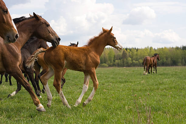 istock The leader of herd. 91709007