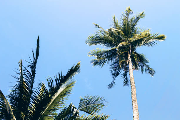 istock Fluffy palm tree crown on sunny blue sky background. Retro toned photo. 917093494