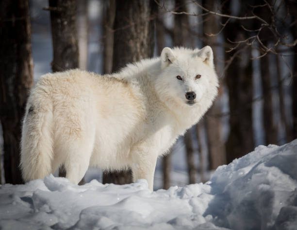 istock Lonely Arctic Wolf - Canis Lupus Arctos - Walking In The Snow 917093736