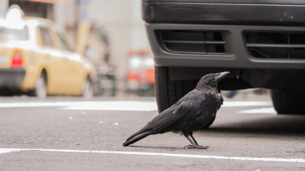 Crow Stood on The Street