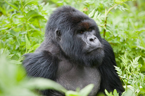 istock Silverback Mountain Gorilla - Volcanoes National Park, Rwanda 91709667