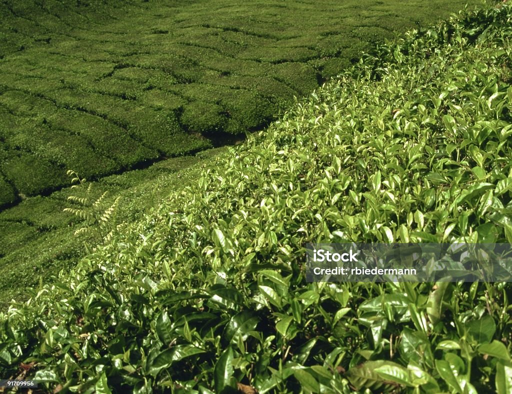 plantation de thé en Malaisie - Photo de Agriculture libre de droits