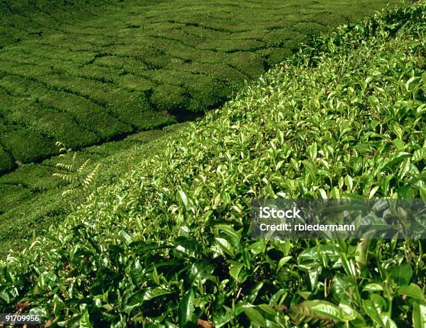 マレーシアの茶農園 - アジア大陸のストックフォトや画像を多数ご用意 - アジア大陸, カラー画像, キャメロンハイランド