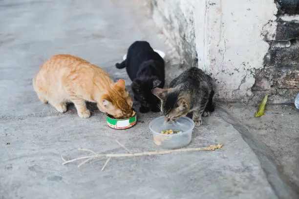 Photo of Three cats eating in the street