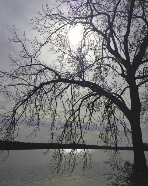 sol del árbol de río mohawk - mohawk river fotografías e imágenes de stock