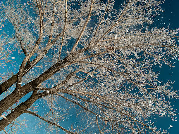 nevadas y árbol - clear sky diagonal snow winter fotografías e imágenes de stock
