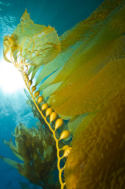 Artistic picture of kelp drifting in blue ocean water stock photo