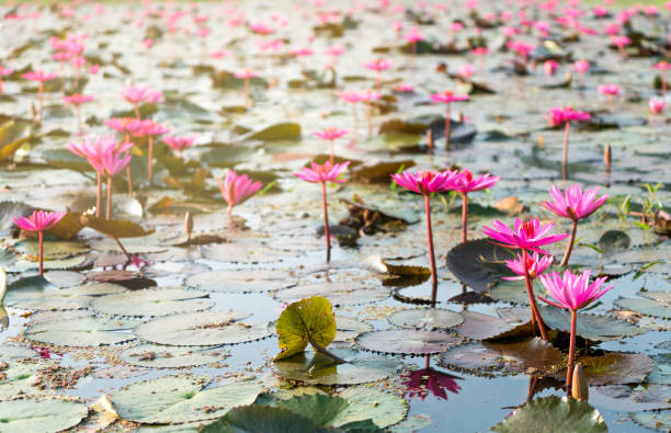 istock Many red waterlily in a pond with morning sun light reflection 917110536