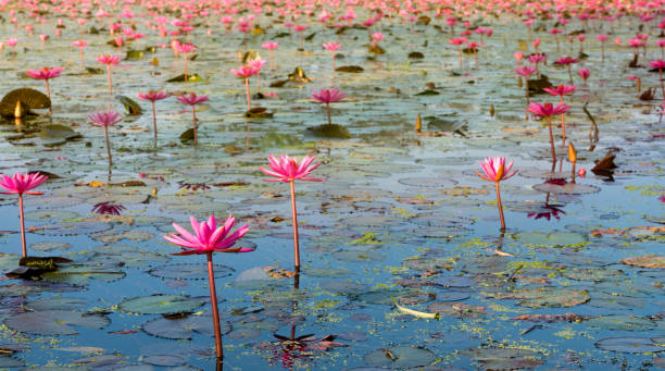 istock A pond with many red lotus (waterlily) with yellow morning sunlight 917110546